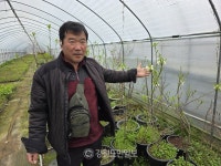 [매거진 화천] 기름밤나무 1000그루 무료 나눔...꽃으로 뒤덮인 접경지 기대
