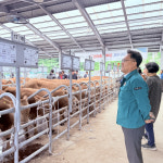 강릉시 가축경매시장 현장 점검