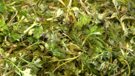 지금 땅에서는 봄맛이 피어난다