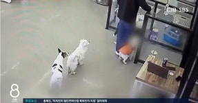청주 애견 카페 동물 학대 의혹...견주·동물단체, 업주 고발