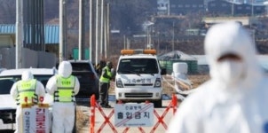 아산 산란계 농장서 고병원성 AI 확진…가금 농장 40번째