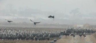 흑두루미 낙원 서산 천수만 날 보러 와요