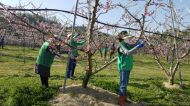 음성읍 새마을협의회·부녀회 생산적 일손봉사