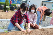 공주 반포초, 농촌 명예교사와 함께하는 텃밭 모종 심기