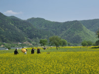 옥천동이유채 꽃 단지 방문객 편의제공