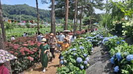 ㈜맥키스컴퍼니, 공주 유구색동수국정원 꽃 축제 알린다!