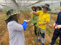 보은 탄부면 농촌일손돕기 전개