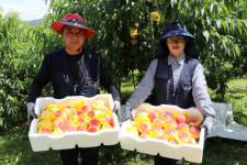 옥천지역 노지복숭아 수확 한창
