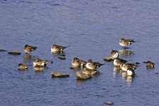 충북 진천 육용오리 농장서 고병원성 AI 확진…추가 발생 위험도 증가