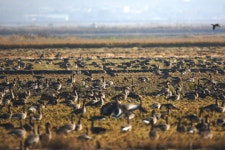 서산 천수만 휴경농지 철새 먹이 사업 효과 톡톡