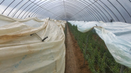 충북농기원, 겨울철 농작물 관리 철저 당부