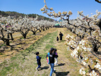 영동과일나라테마공원 과일 꽃 만개 인기