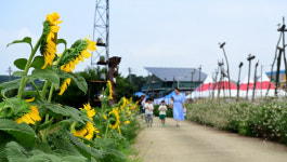 논산시 채운면, 제6회 해바라기 축제 개최