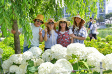 공주 유구색동수국정원 꽃 축제 중부권 최대 수국단지에서 펼쳐진 수국 향연에 흠뻑