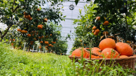 [귀농귀촌 성공시대] 흰점박이꽃무지유충을 아시나요...8년차 굼벵이 아빠의 귀농일기