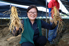 [포토] 금산세계인삼축제 체험 맛집