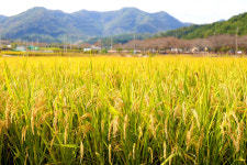 [포토] 깊어가는 가을