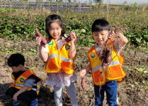 공주신월초 병설유치원, 고구마 캐기 농장체험
