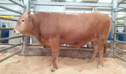 충남한우 우량정액 우선공급