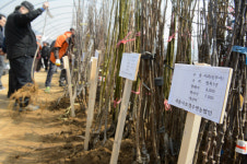 세종 전의 조경수 묘목축제, 내달 22일 개막