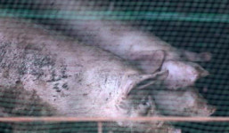 충북 괴산 돈사에서 화재 발생…돼지 1600마리 폐사