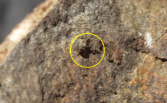 충남에 전갈이 살아?… 간월도서 신종 전갈붙이 첫 발견