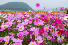 부여 구드래에 활짝 핀 억만송이 코스모스 장관