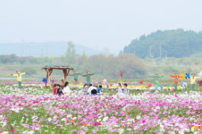 부여 구드래에 활짝 핀 억만송이 코스모스 장관