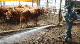 [포토] 구제역 확산에 방역 총력