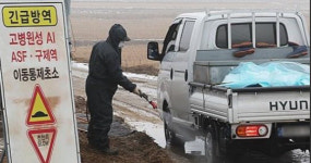 세종시, 조류 AI 항원 검출된 산란계 농장 닭 6만5000마리 살처분