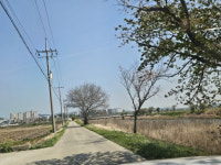 서산 청지천 가로수 절반 이상 고사… 관리 부실 도마 위