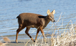세종시 신도심 고라니 잇단 출몰… 당국 포획 나서