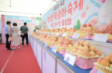 세종 조치원복숭아 축제 대박 행진
