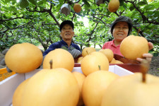 [포토] 노랗게 익은 배