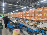 [농업이 희망이다] 가을 햇살 머금은 달콤함… 소비자 입맛 사로잡아