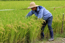 [포토] 추수 앞둔 황금들녘