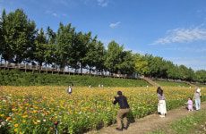 [사진뉴스] 아산 은행나무거리 곡교천 가을꽃 만개