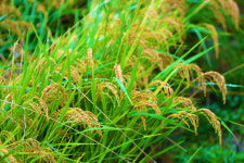 [농업이 희망이다] 먹는 산소 게르마늄쌀… 맛·영양·가성비 갖춘 팔방미인