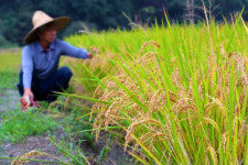 [농업이 희망이다] 먹는 산소 게르마늄쌀… 맛·영양·가성비 갖춘 팔방미인
