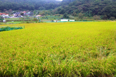 [농업이 희망이다] 먹는 산소 게르마늄쌀… 맛·영양·가성비 갖춘 팔방미인