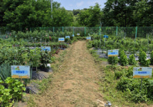 대전 유성구, 도심 속 친환경 공동체 텃밭 농장 활짝