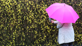 [포토] 담장 너머로 찾아온 봄