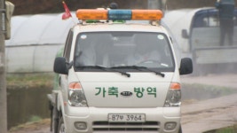 강원 농가서 돼지열병 발생···경기·강원 이동 금지