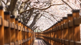 35.2km 성주호 둘레길 10년 만에 완공