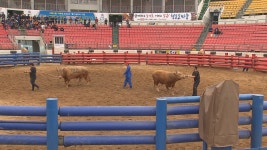 청도소싸움 경기장, 이번 주말부터 소싸움 재개