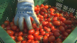 [심층] 스마트팜 창업? 만만하게 봤다가는 큰코다쳐···워라밸? 꿈도 꾸지 마세요