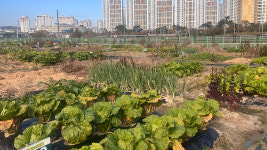 경북 김천시, 행복 도시 치유 텃밭 분양