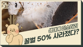 꿀벌 실종 미스터리…경남 양봉농가 54% 피해
