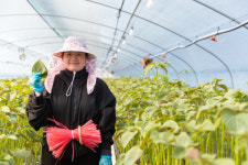 부산 센텀에서 자란 혁신기술, 전국 깻잎 농장 스마트화