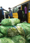 부산 내 농산물 잔류농약 검사했더니 3.3% 부적합